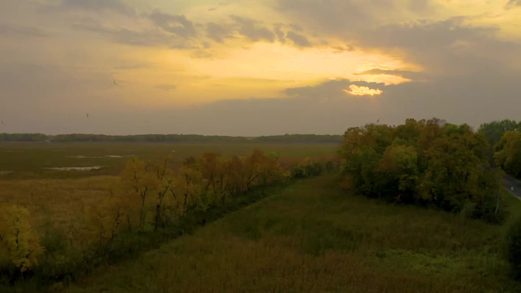 Fall Flight with Some Seagulls